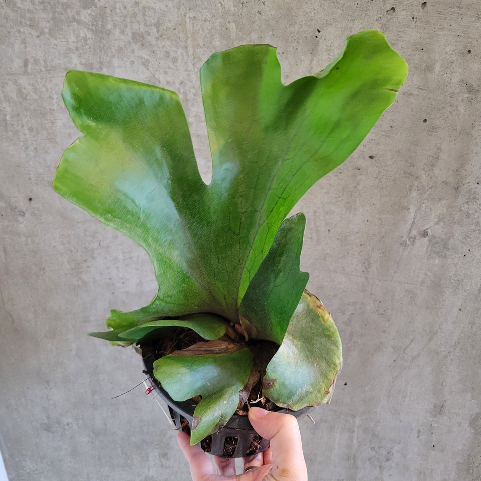 Platycerium holttumii | Seller's Choice, Hong Kong Collection