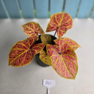 Caladium 'Elaine' | Seller's Choice, Hong Kong Collection