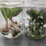 Aglaonema Red Lips TC | Grower's Choice, Foshan Collection