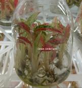 Aglaonema 'Nightsparkle' TC | Seller's Choice, Hong Kong Collection