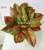 Aglaonema Yanhuo TC | Grower's Choice, Foshan Collection