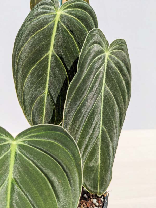 Philodendron verrucosum X melanochysum | Seller's Choice, Hong Kong Collection