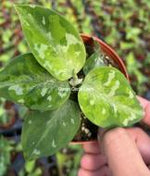 Aglaonema pictum 'Tricolor' TC | Seller's Choice, Hong Kong Collection