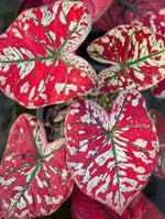Caladium Scarlet Mary TC | Grower's Choice, Foshan Collection