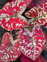 Caladium Scarlet Mary TC | Grower's Choice, Foshan Collection
