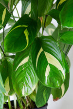 Maranta arundinacea cv.'Variegata' | Seller's Choice, Hong Kong Collection