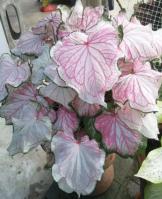 Caladium Dance Skirt TC | Grower's Choice, Foshan Collection