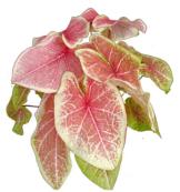 Caladium Peach Juice TC | Grower's Choice, Foshan Collection