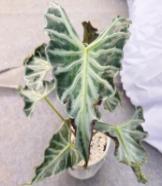 Alocasia Loco TC | Grower's Choice, Foshan Collection