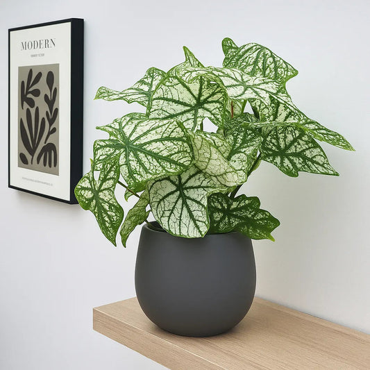 40 kinds of thai fashionable Caladium varieties | Seller's Choice, Hainan Collection