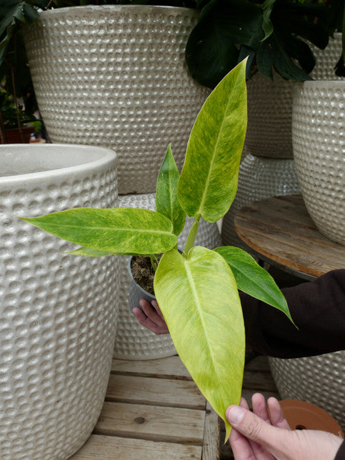 Philodendron 'Calkins Gold' | Seller's Choice, Hong Kong Collection