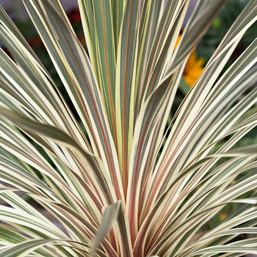 Cordyline 'Torbay Dazzler' | Seller's Choice, Hong Kong Collection