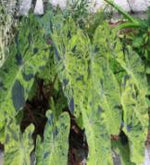 Colocasia Mojito TC | Grower's Choice, Foshan Collection