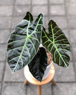 Alocasia Suhirmaniana' | Seller's Choice, Hong Kong Collection
