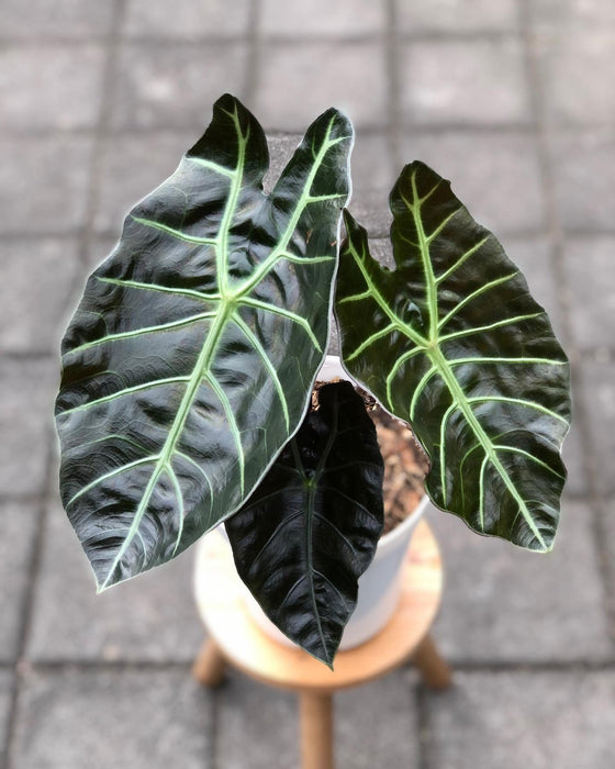 Alocasia Suhirmaniana' | Seller's Choice, Hong Kong Collection