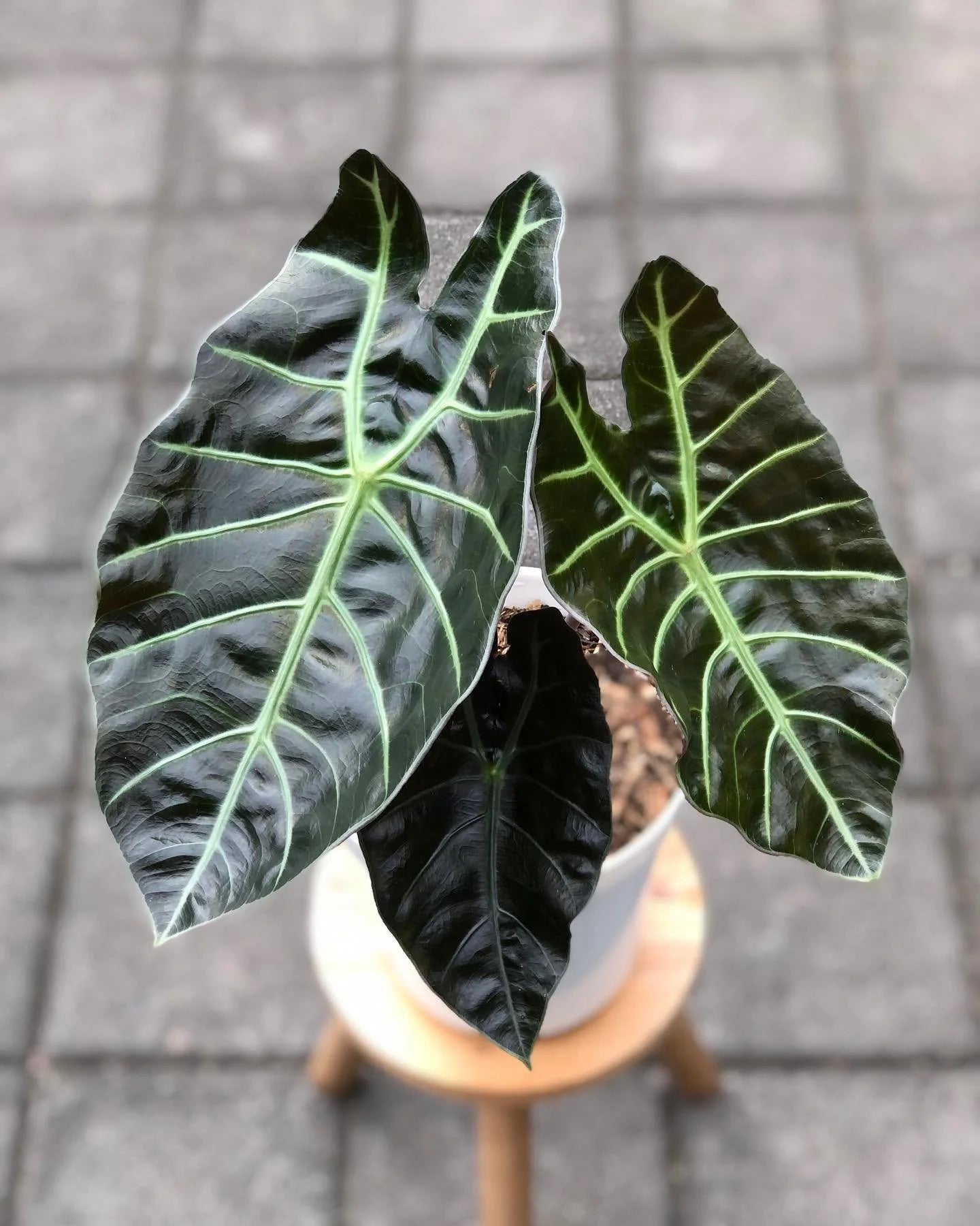 Alocasia longiloba 'Suhirmaniana' | Seller's Choice, Hong Kong Collection