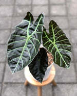 Alocasia longiloba 'Suhirmaniana' | Seller's Choice, Hong Kong Collection