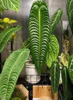 Anthrium Veitchii TC | Grower's Choice, Foshan Collection