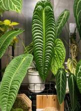Anthrium Veitchii TC | Grower's Choice, Foshan Collection