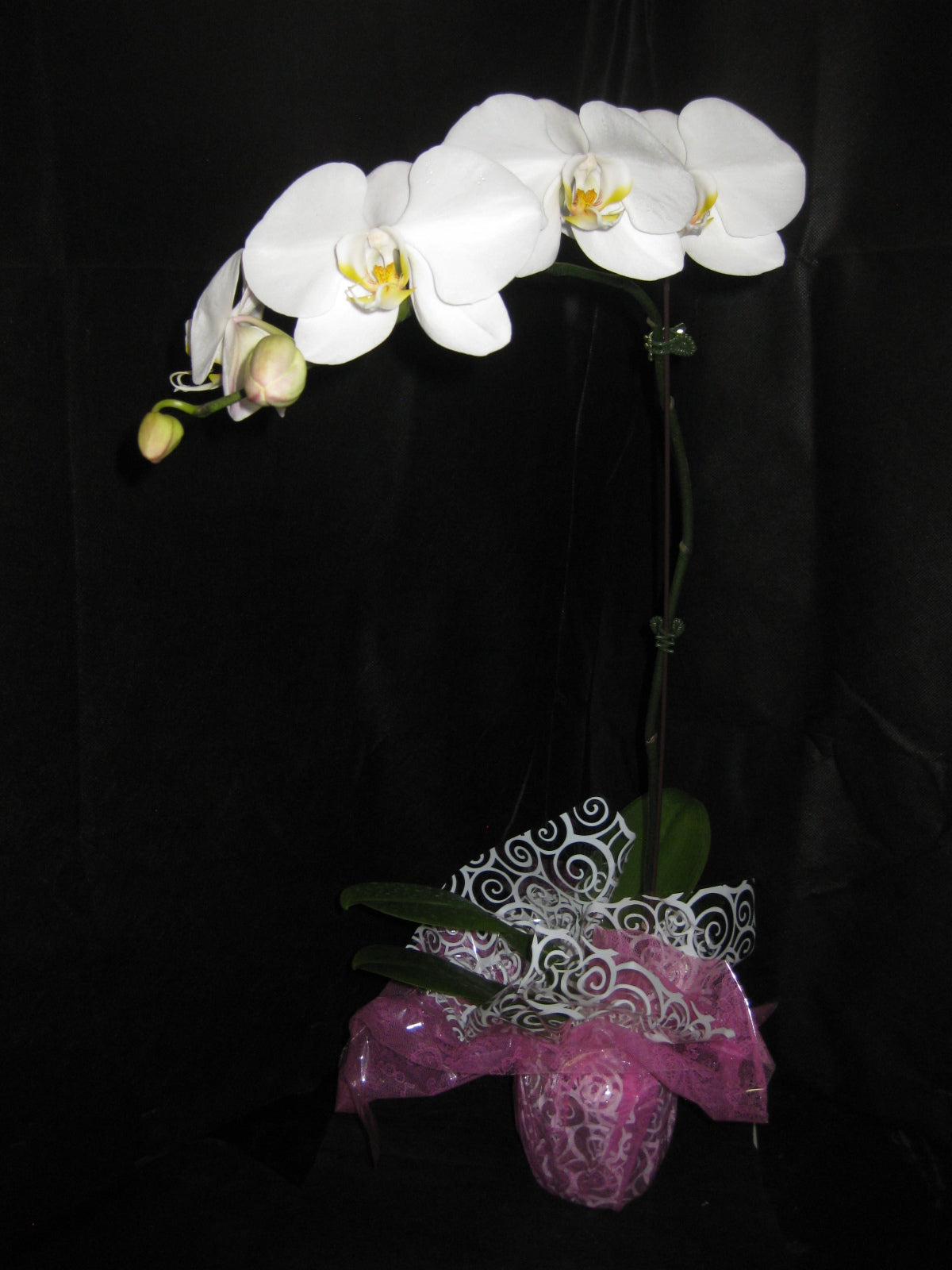 Phalaenopsis 'Anni' | Seller's Choice, Hong Kong Collection