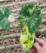 Colocasia Milkyway TC | Grower's Choice, Foshan Collection