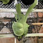 Platycerium wandae | Seller's Choice, Hong Kong Collection