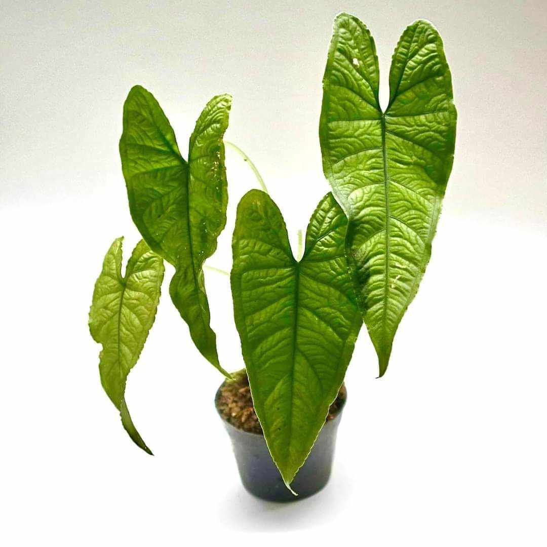 Alocasia Olani | Seller's Choice, Hong Kong Collection