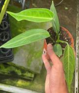 Anthurium Warocqueanum TC | Grower's Choice, Foshan Collection