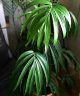Amydrium Zippelianum TC | Grower's Choice, Foshan Collection
