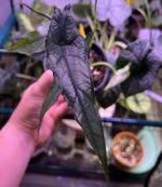 Alocasia heterophylla dragons breath TC | Seller's Choice, Hong Kong Collection