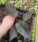Alocasia Antoro Velvet TC | Grower's Choice, Foshan Collection