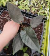 Alocasia Antoro Velvet TC | Grower's Choice, Foshan Collection