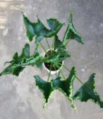 Alocasia Triangularis TC | Grower's Choice, Foshan Collection