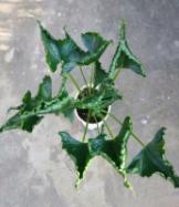 Alocasia Triangularis TC | Grower's Choice, Foshan Collection