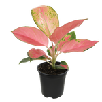 Aglaonema 'China Red' | Seller's Choice, Hong Kong Collection
