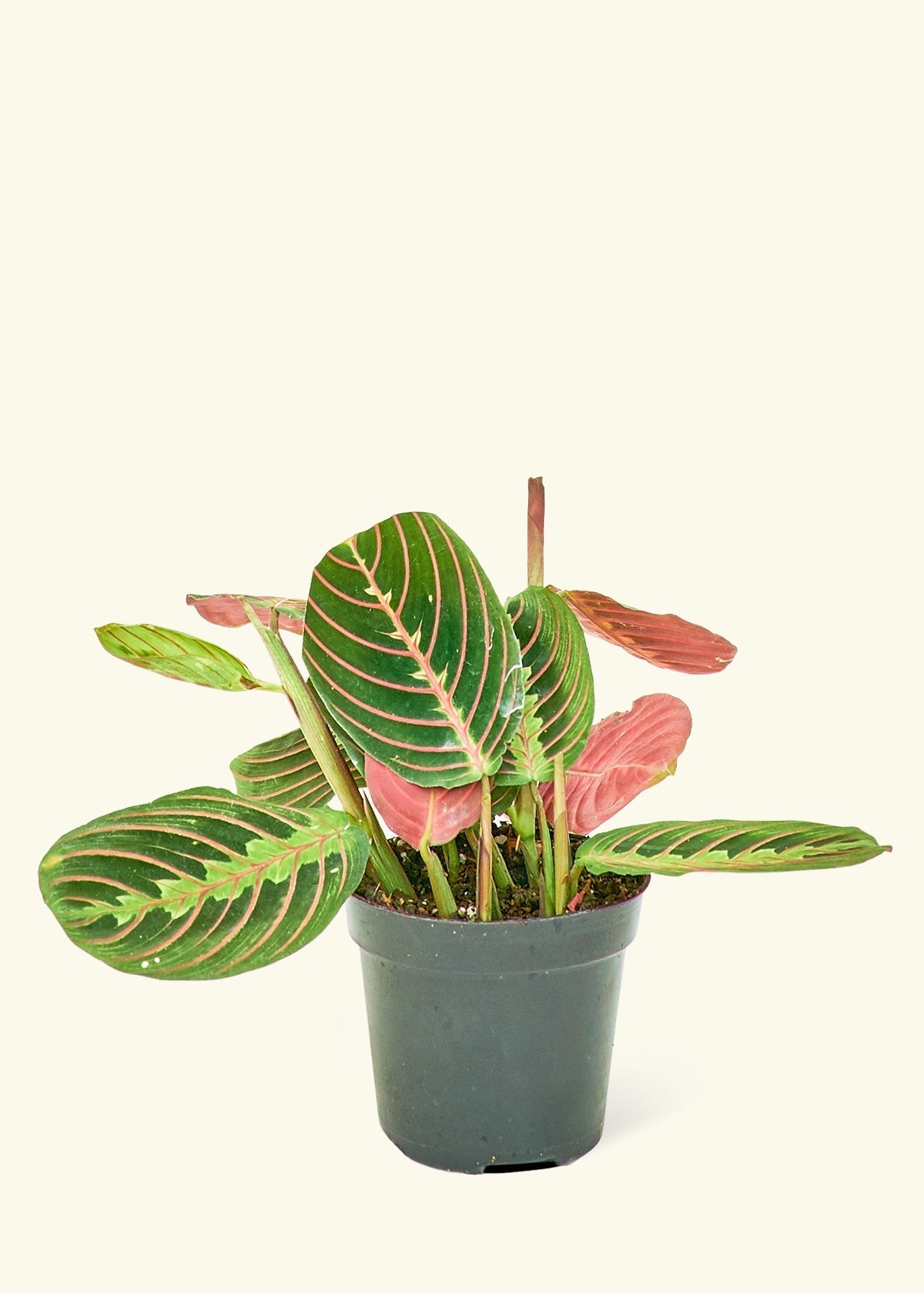 Maranta leuconeura 'Fascinator' | Seller's Choice, Hong Kong Collection