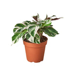 Calathea 'White Fusion' | Seller's Choice, Hong Kong Collection