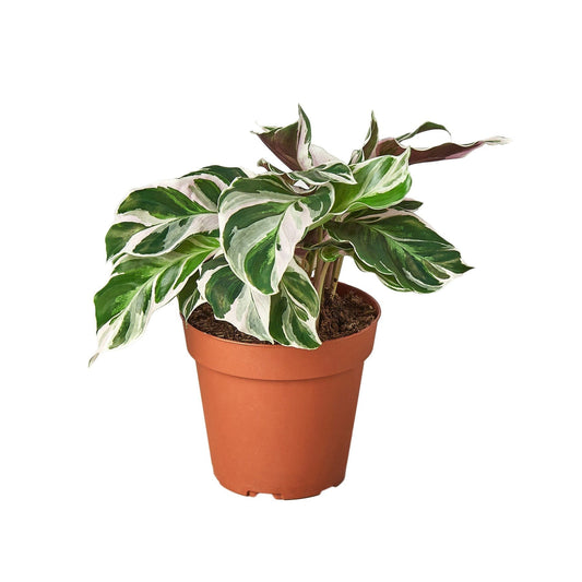 Calathea 'White Fusion' | Seller's Choice, Hong Kong Collection