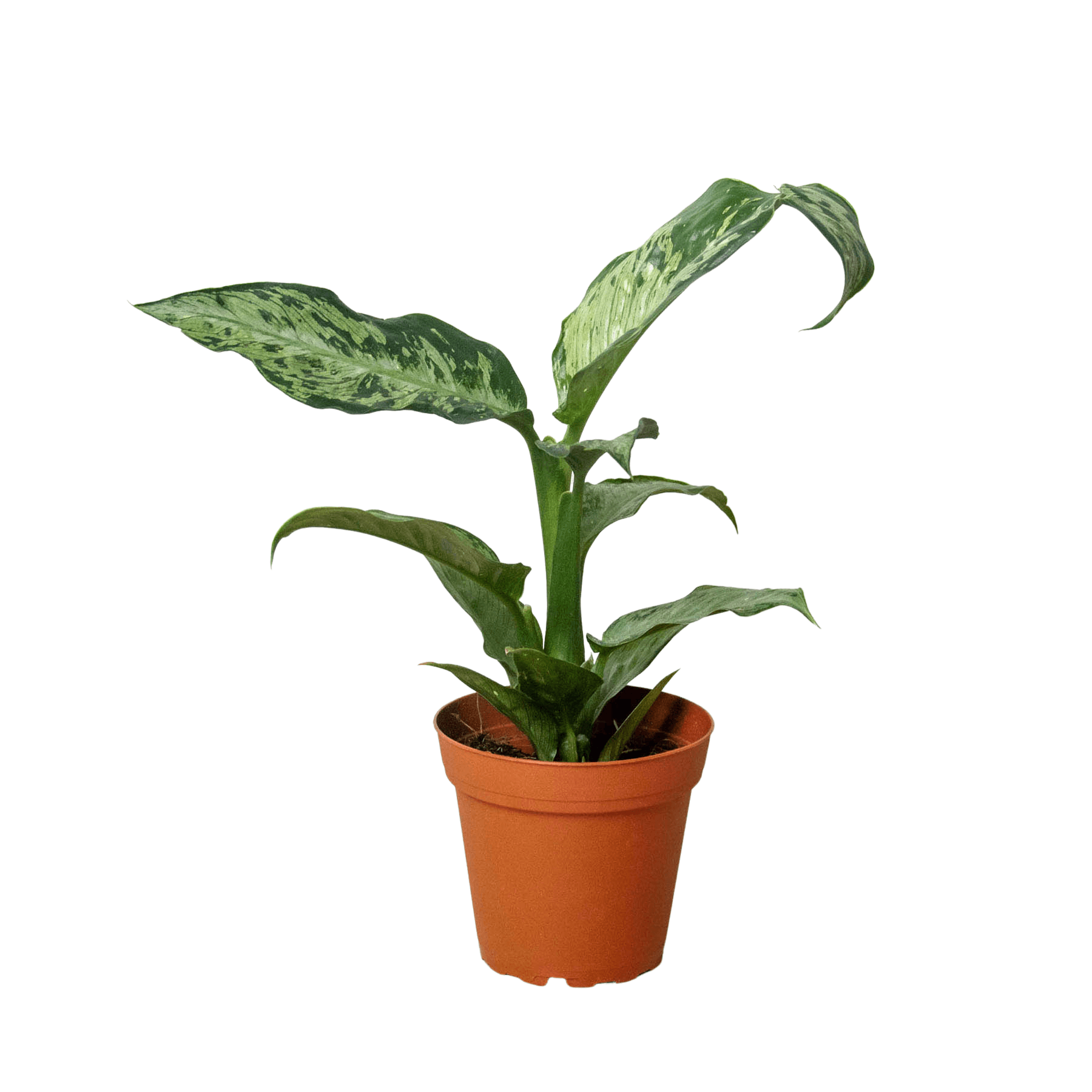 Dieffenbachia 'Memoria Corsii' | Seller's Choice, Hong Kong Collection