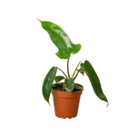 Philodendron 'Florida | Seller's Choice, Hong Kong Collection