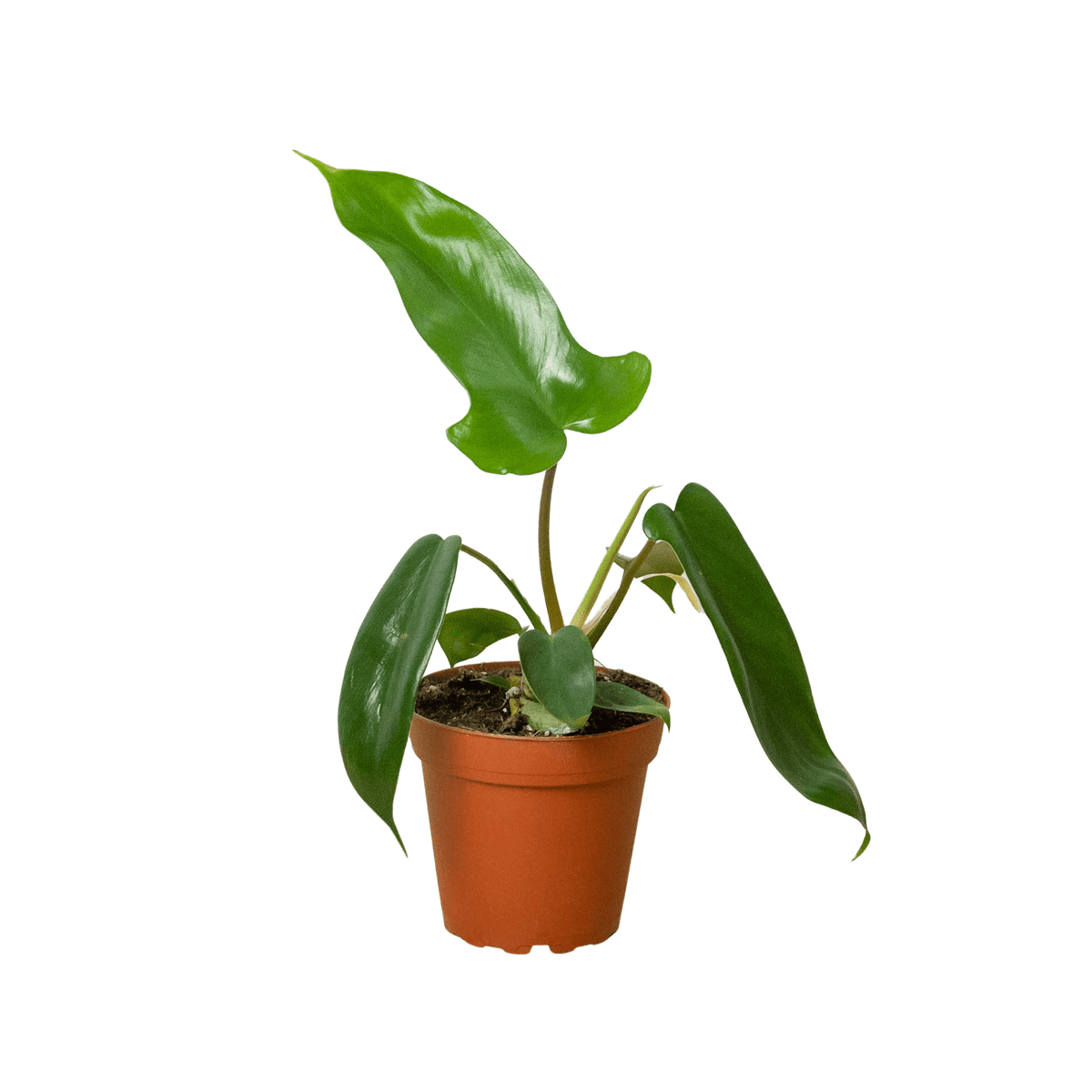 Philodendron 'Florida | Seller's Choice, Hong Kong Collection