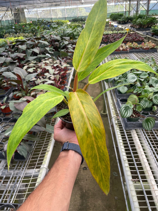Philodendron orange marmalade | Seller's Choice, Hainan Collection