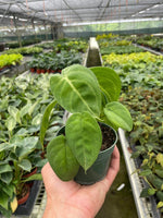 Syngonium macrophyllum 'Frosted Heart' | Seller's Choice, Hainan Collection