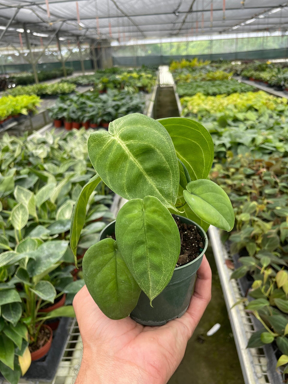 Syngonium macrophyllum 'Frosted Heart' | Seller's Choice, Hainan Collection