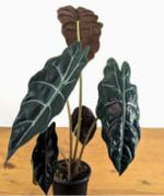 Aolcasia Chantrieri TC | Grower's Choice, Foshan Collection