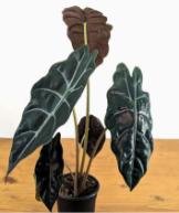 Alocasia 'Chantrieri' TC | Seller's Choice, Hong Kong Collection