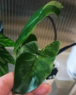 Alocasia Black Stem TC | Grower's Choice, Foshan Collection