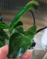 Alocasia Black Stem TC | Grower's Choice, Foshan Collection