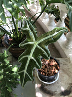 Alocasia sanderiana 'Nobilis' | Seller's Choice, Hong Kong Collection