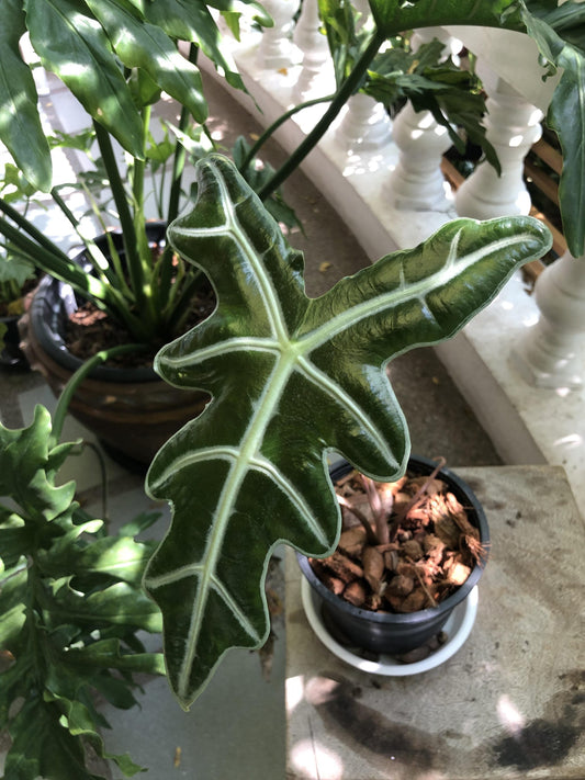 Alocasia sanderiana 'Nobilis' | Seller's Choice, Hong Kong Collection
